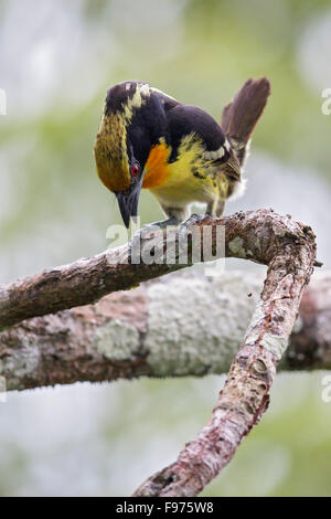 Barbet dorato (Capito auratus) appollaiato su un ramo in Ecuador. Foto Stock