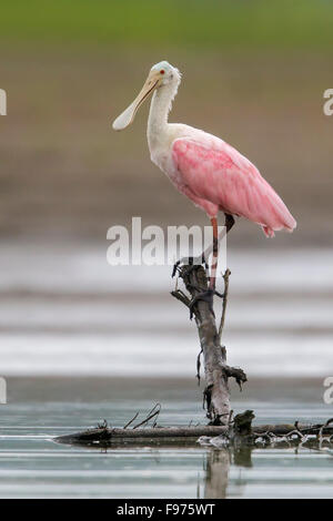 Roseate Spatola (Platalea ajaja) alimentazione in un mudflat in Ecuador. Foto Stock