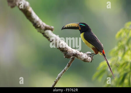 Letterati Aracari (Pteroglossus inscriptus) appollaiato su un ramo in Ecuador. Foto Stock