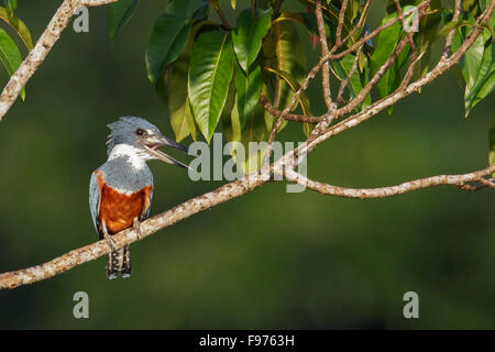 Di inanellare Kingfisher (Megaceryle torquata) appollaiato su un ramo in Ecuador. Foto Stock