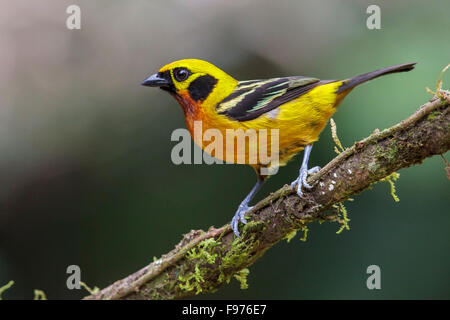 Golden Tanager (Tangara arthus) appollaiato su un ramo nel Parco Nazionale del Manu, Perù. Foto Stock