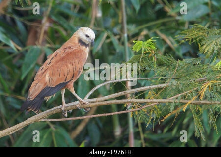 Blackcollared Hawk (Busarellus nigricollis) appollaiato su un ramo nel Parco Nazionale del Manu, Perù. Foto Stock