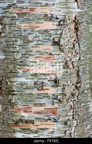 Betula lenta. Carta betulla corteccia pattern close up Foto Stock