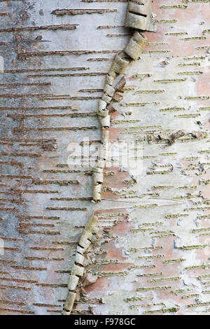 Betula lenta. Carta betulla corteccia pattern close up Foto Stock