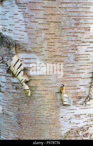 Betula lenta. Carta betulla corteccia pattern close up Foto Stock