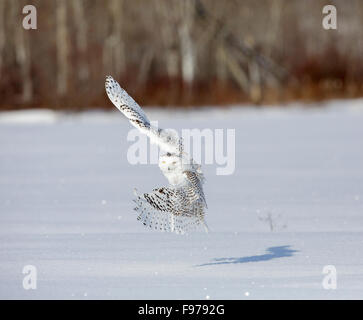 Civetta delle nevi, Bubo scandiacus, Ontario, Canada, Febbraio 2013 Foto Stock