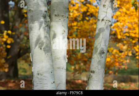 Betula utilis jacquemontii. Ombre di foglia in autunno la luce solare sulla West himalayana di corteccia di betulla Foto Stock