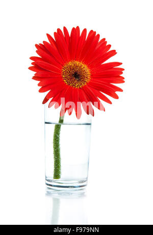 Bellissima gerbera in un bicchiere di acqua isolato su bianco Foto Stock