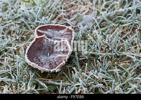 Frost ricoperta di funghi e di erba in inverno Foto Stock