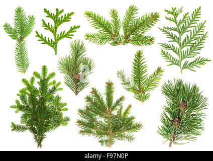 Set di conifera sempreverde rami isolati su sfondo bianco. Foto Stock