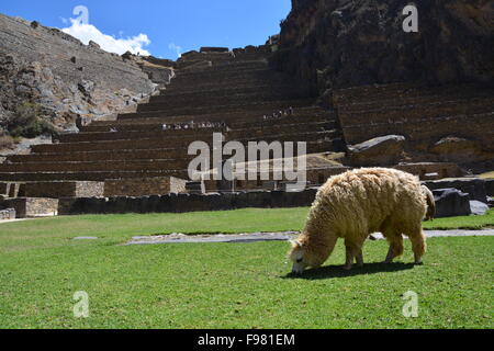 Un llama sfiora i motivi della rovina inca di Ollantaytambo nella Valle Sacra del Perù. Foto Stock