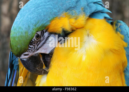 Blu e Oro Macaw. Ara bleu. Ara ararauna. Bird unito, Niagara Falls, Ontario, Canada. Foto Stock