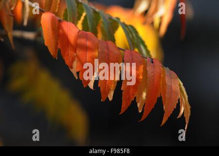 La Staghorn sumac le foglie in autunno Foto Stock
