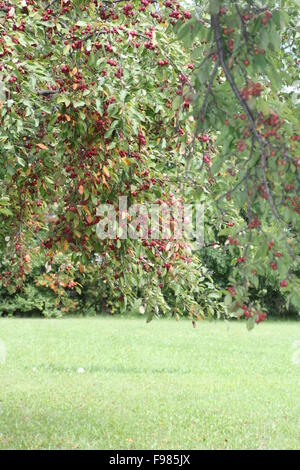 Rami piena di granchio rosso-le mele su un albero in un albergo ben mantenuto, Foto Stock