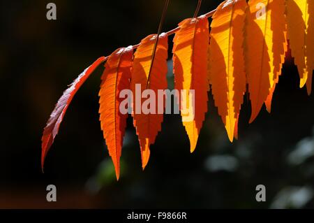 La Staghorn sumac le foglie in autunno Foto Stock