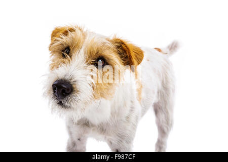 Un adorabile giovani parson russell terrier cane isolato su sfondo bianco Foto Stock