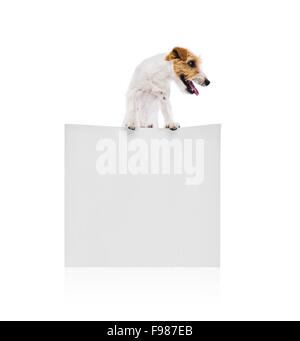 Un adorabile giovani parson russell terrier cane sopra un banner o un segno, isolati su sfondo bianco Foto Stock