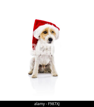 Un adorabile giovani parson russell terrier cane in santa hat seduta, isolato su sfondo bianco Foto Stock