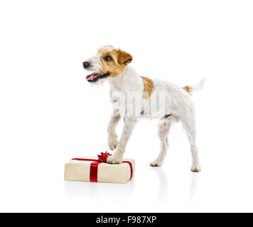 Un adorabile giovani parson russell terrier cane sul regalo di Natale, isolati su sfondo bianco Foto Stock