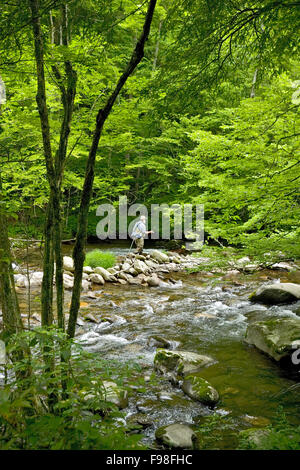 Pesca alla trota. nel Parco Nazionale di Great Smoky Mountains Foto Stock
