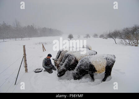 Un agricoltore trascorre qualche tempo di qualità con il suo piccolo allevamento di organicamente il manzo proveniente da bovini allevati mucche. Foto Stock