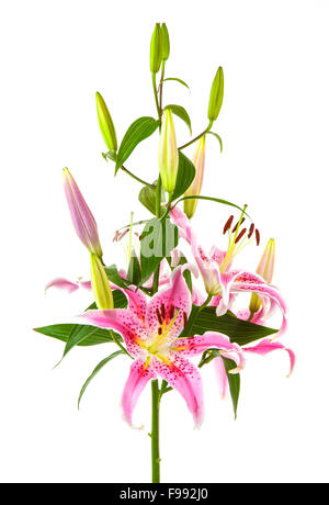 Di un bel colore rosa del giglio, isolato su sfondo bianco Foto Stock