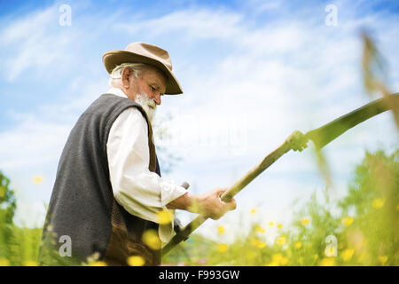 Vecchio contadino con la barba utilizzando falce di falciare l'erba tradizionalmente Foto Stock