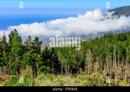 Il verde degli abeti sulla montagna sull'isola delle Canarie Foto Stock