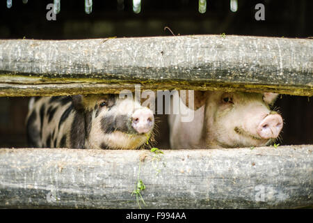 Carino maiali sono nel vecchio fienile Foto Stock