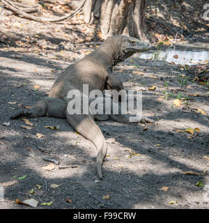 Drago di Komodo (Varanus komodoensis) passeggiate, Isola di Komodo, Indonesia Foto Stock