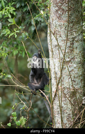 L'Hoest di scimmia (Cercopithecus lhoesti), Parco nazionale impenetrabile di Bwindi, Uganda Foto Stock