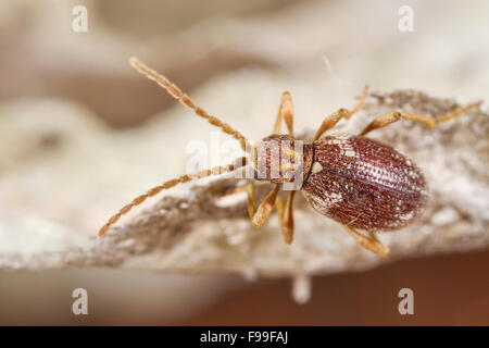 Bianco-contrassegnato Spider Beetle (Ptinus fur) sulla busta di carta di un wasp (Dolichovespula) nido. Powys, Galles. Dicembre. Foto Stock