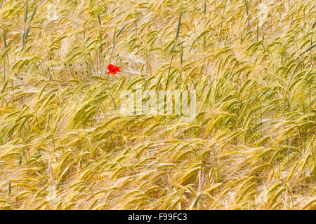 Il mais Papavero (Papaver rhoeas), unico fiore in un raccolto di frumento duro (Triticum durum). Causse de Gramat, lotto regione, Francia. Maggio. Foto Stock
