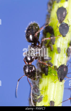 Carpenter ant (Camponotus piceus) adulto lavoratore tendente afidi su uno stelo. Causse de Gramat, Massiccio centrale, lotto regione, Francia. Foto Stock