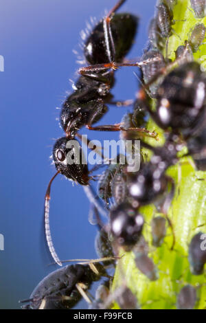 Carpenter ant (Camponotus piceus) adulto lavoratore tendente afidi su uno stelo. Causse de Gramat, Massiccio centrale, lotto regione, Francia. Foto Stock