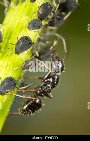 Carpenter ant (Camponotus piceus) adulto lavoratore tendente afidi su uno stelo. Causse de Gramat, Massiccio centrale, lotto regione, Francia. Foto Stock