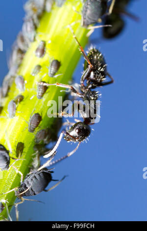 Carpenter ant (Camponotus piceus) adulto lavoratore tendente afidi su uno stelo. Causse de Gramat, Massiccio centrale, lotto regione, Francia. Foto Stock