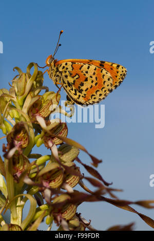 Avvistato Fritillary butterfly (Melitaea didyma) maschio adulto sono ' appollaiati su una lucertola Orchidea (Himantoglossum hircinum) fiore. Foto Stock