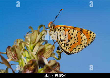 Avvistato Fritillary butterfly (Melitaea didyma) maschio adulto sono ' appollaiati su una lucertola Orchidea (Himantoglossum hircinum) fiore. Foto Stock