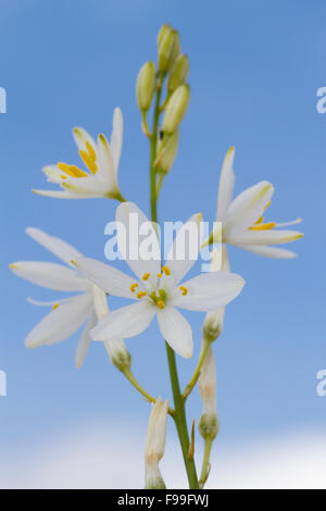 San Bernardo lily (Anthericum liliago) fioritura. Causse de Gramat, Massiccio centrale, lotto regione, Francia. Maggio. Foto Stock