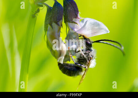 Long-cornuto Bee (Eucera sp.) maschio adulto alimentazione su una boccola di veccia (Vicia sepium) fiore. Pirenei Ariège, Francia. Giugno. Foto Stock