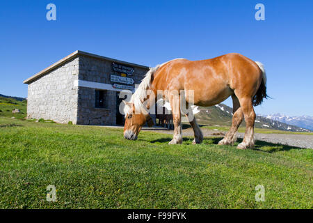 Cavallo, Comtois, razza allevata per la carne e il mare alla sommità del Col de Pailhères, Pirenei Ariège, Francia. Giugno. Foto Stock