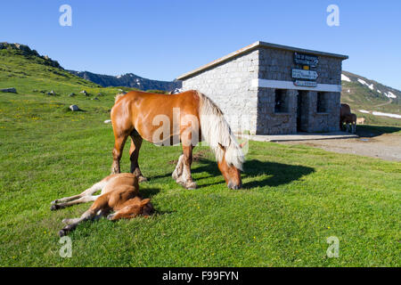 Cavallo, Comtois, razza allevata per la carne e il mare e il puledro in cima al Col de Pailhères, Pirenei Ariège, Francia. Giugno. Foto Stock