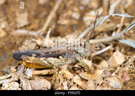 Bow-winged Grasshopper (Chorthippus biguttulus) maschio adulto. Pirenei Ariège, Francia. Giugno. Foto Stock