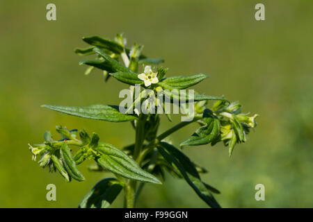 Gromwell comune (Lithosperum officinale) fioritura. Aude, Pirenei francesi Francia, giugno. Foto Stock