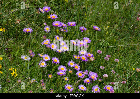 Alpine Aestri (Aster alpinus) fioritura in un prato. Aude Pirenei, Francia. Giugno. Foto Stock