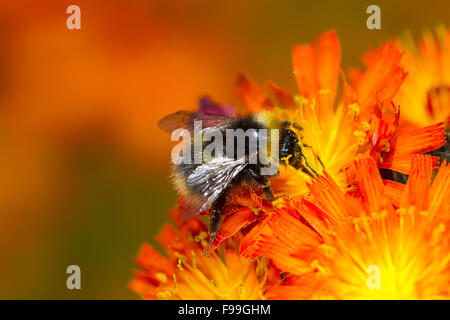 Inizio Bumblebee (Bombus pratorum) adulto lavoratore su alimentazione arancione (Hawkweed Pilosella aurantiaca) fiori. Powys, Galles, Giugno. Foto Stock