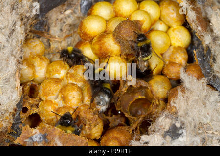 Buff-tailed Bumblebee (Bombus terrestris) nest with worker bees. Powys, Wales, July. Foto Stock