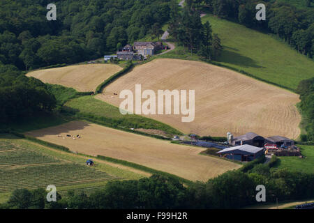 Paesaggio - agriturismo con campi tagliare e cancellati per insilato. Severn superiore (Hafren) valle. Powys, Galles. Luglio. Foto Stock