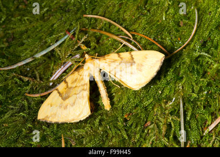 Bloccate la paglia (Gandaritis pyraliata) falena adulta in appoggio sul muschio. Powys, Galles. Luglio. Foto Stock